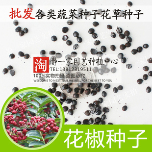 花椒种子批发花椒树种子 大红袍花椒种子青花椒种子 无刺花椒籽