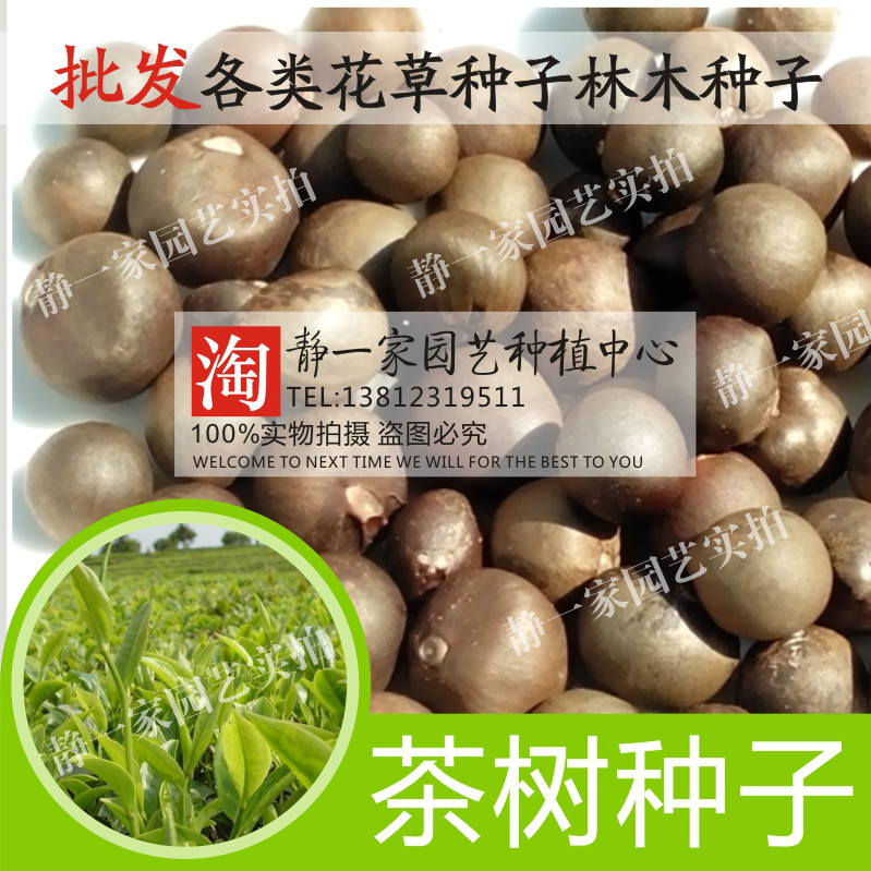 茶叶种子茶树种子大红袍绿茶铁观音茶树种苗绿茶树种籽四季播种
