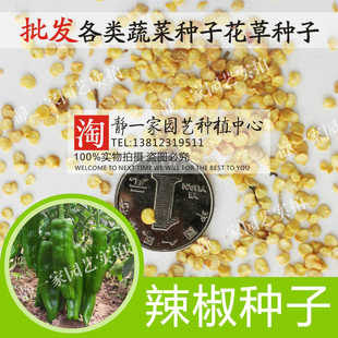辣椒种子批发大椒种子羊角椒牛角椒朝天椒小辣椒望天椒种子灯笼椒