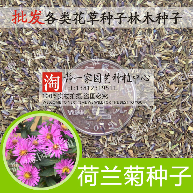 荷兰菊花种子批发蓝紫色纽约紫苑花种子多年生宿根耐旱耐寒四季种