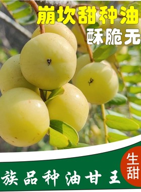 现摘现发甜油甘子新鲜油甘果牛甘果余甘果甜种 柿饼甜油柑1斤包邮