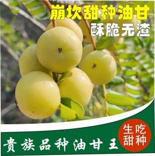 现摘现发甜油甘子新鲜油甘果牛甘果余甘果甜种 柿饼甜油柑1斤包邮