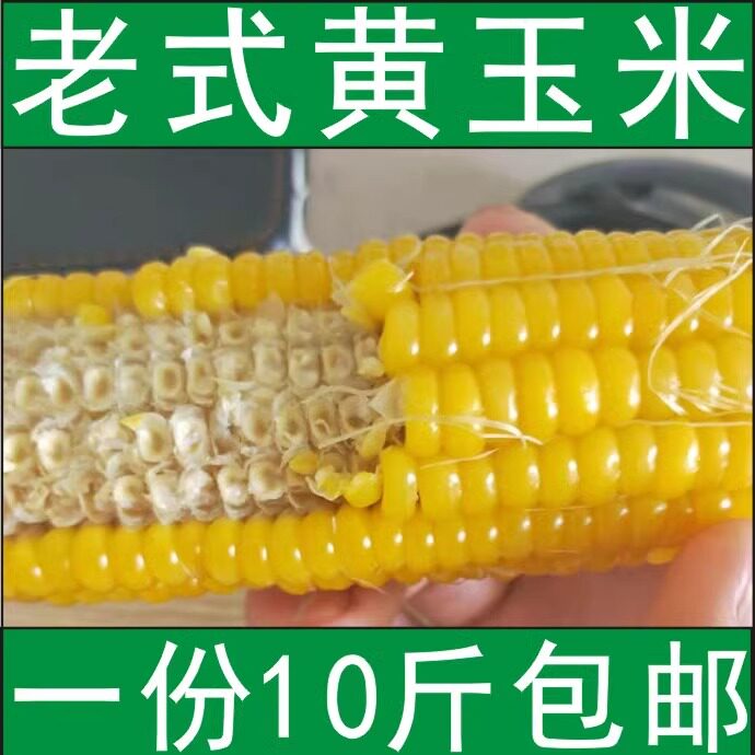 现摘26年农家非糯新鲜老式笨玉米棒老品种黄玉米10斤笨苞米现摘现