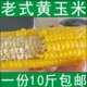 现货25年农家非糯新鲜老式 笨玉米棒老品种黄玉米10斤笨苞米现摘现
