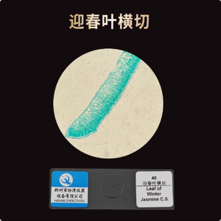 皖南43221迎春叶横切 植物根尖纵切 叶片横切 生物切片显微镜观察