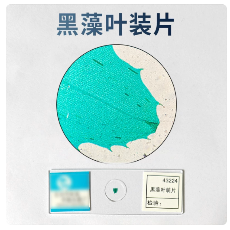 黑藻叶装片生物切片中小学高校生物科学实验切片显微镜观察玻片