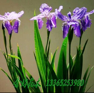 耐旱植物焉尾又名蝴蝶兰生命力极强防风固沙防草地沙化