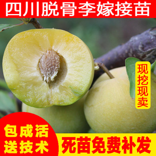 正宗四川脱骨李子树苗青脆李嫁接蜂糖李晚熟脆红李果树苗南方种植