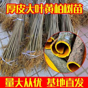 黄柏树苗厚皮中药材川黄柏苗黄柏皮川黄柏苗剥皮卖造林苗四川产地