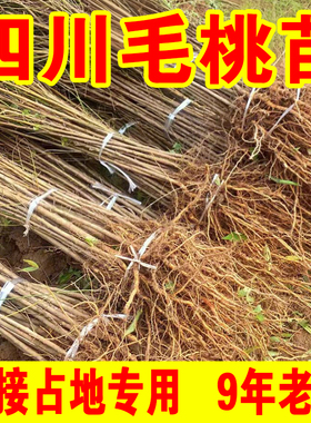 四川实生桃苗毛桃树树苗山桃苗野生桃苗毛桃苗桃树砧木苗占地批发