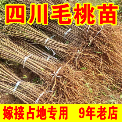 四川实生桃苗毛桃树树苗山桃苗野生桃苗毛桃苗桃树砧木苗占地批发