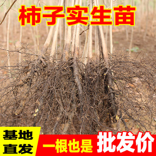 四川柿子树实生苗砧木原生苗柿子嫁接甜柿脆柿砧木现挖现发批发