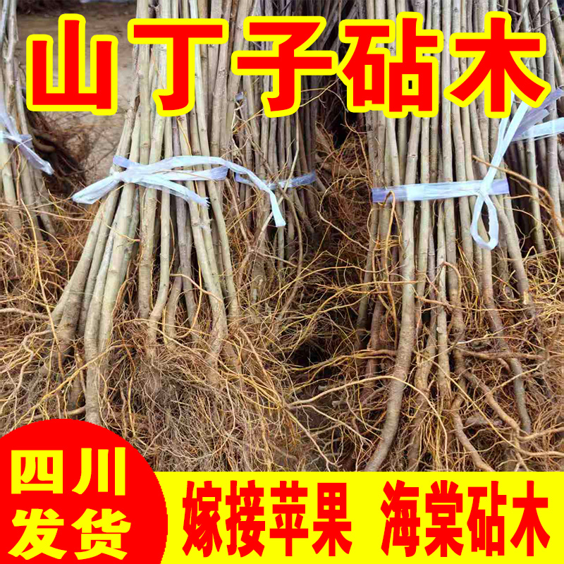 四川八棱海棠树苗山丁子树苗嫁接苹果树矮化砧木山丁子苗批发现挖