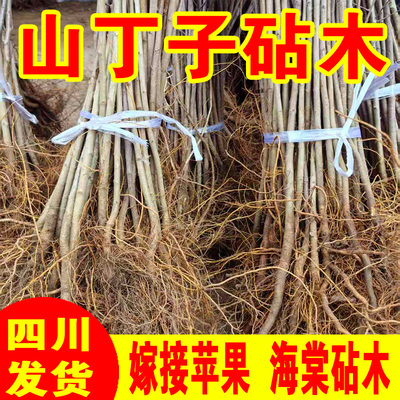 四川八棱海棠树苗山丁子树苗嫁接苹果树矮化砧木山丁子苗批发现挖