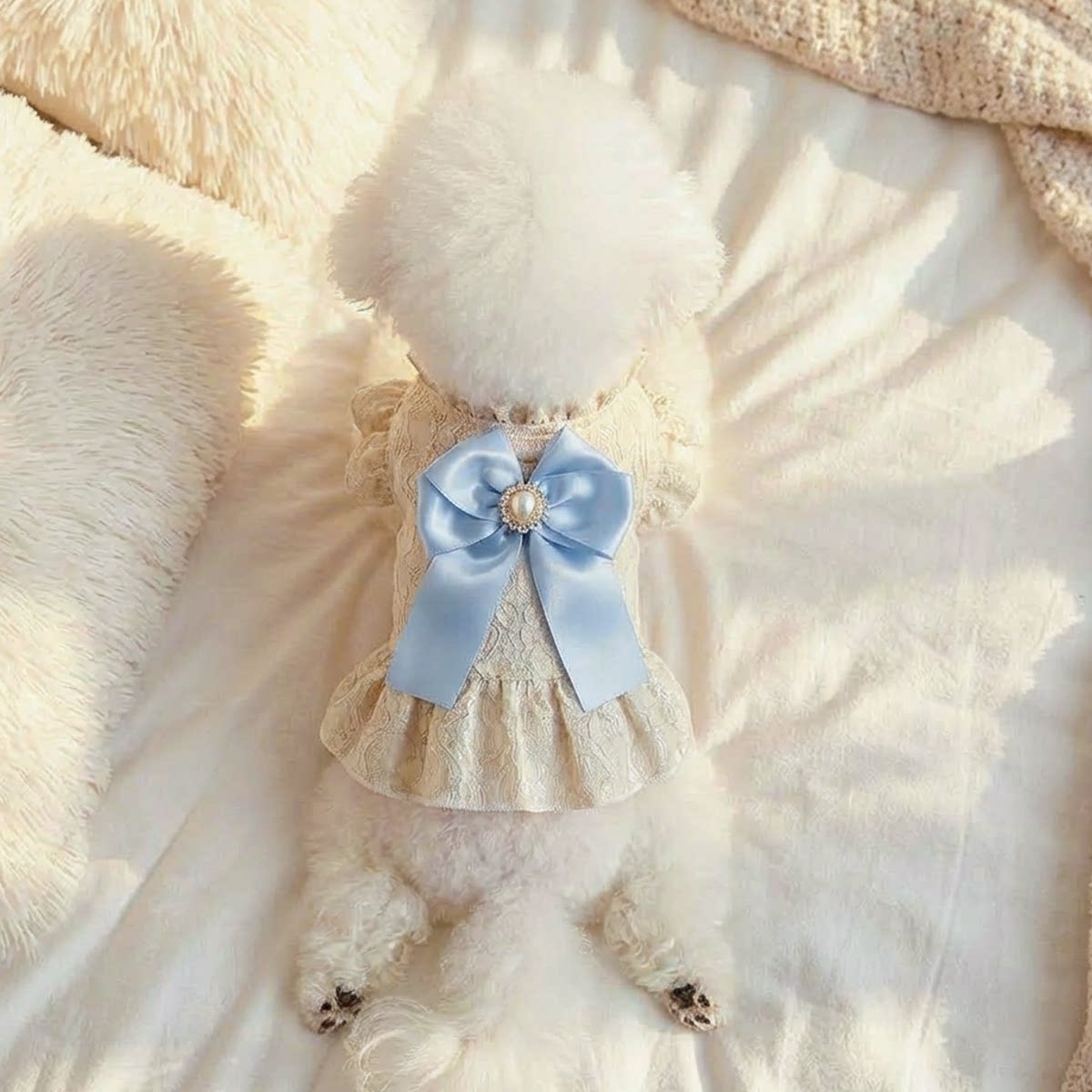 泡米酱法国蓝蝴蝶结蕾丝裙宠物衣服泰迪比熊猫咪春夏蝴蝶结连衣裙