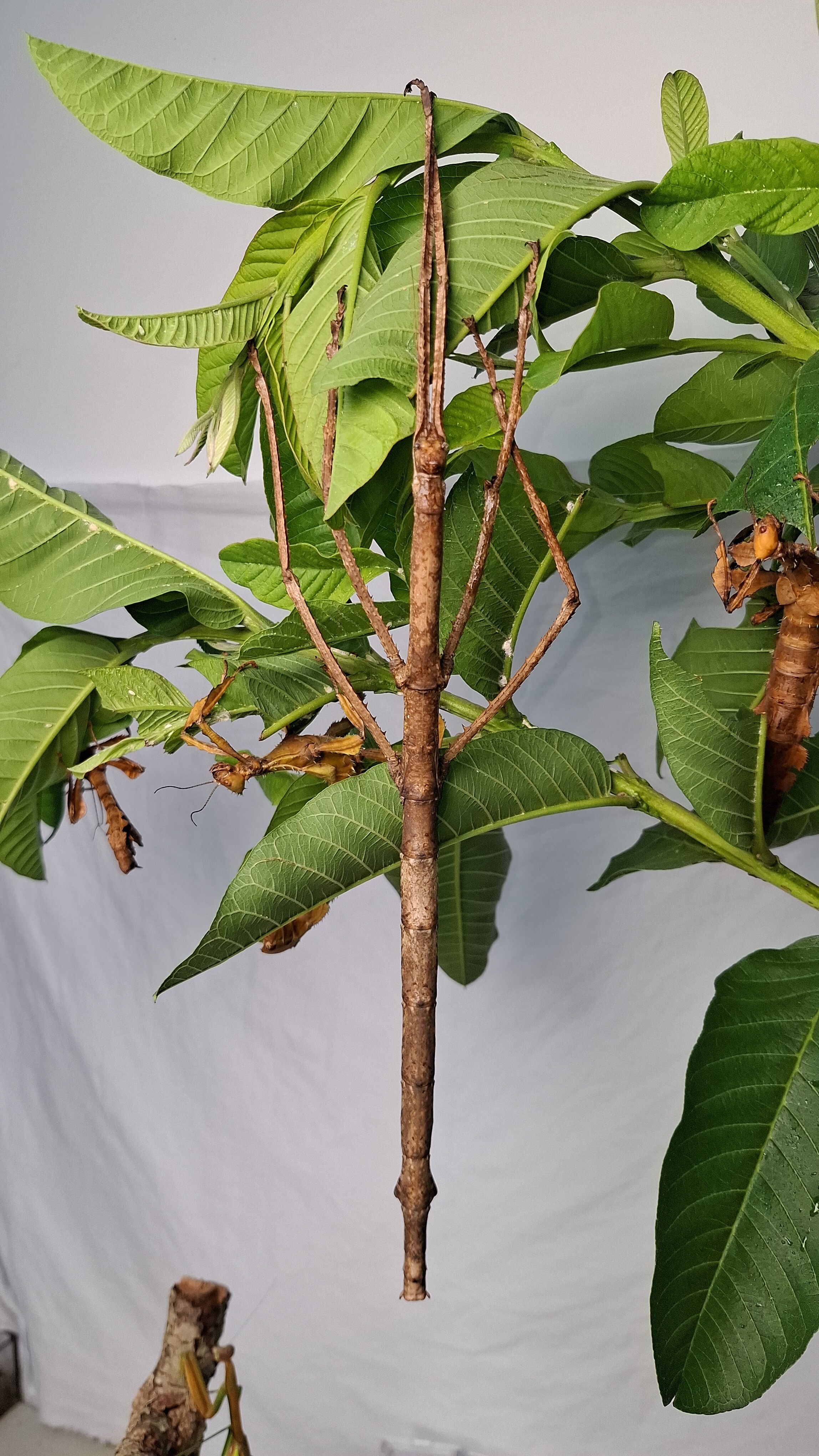 巨型竹节虫版纳彪脩竹节虫桌面宠物昆虫另类宠物