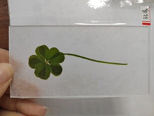 稀有18叶36叶5叶草6叶吉尼斯记录多叶草干花标本七夕节表白礼物