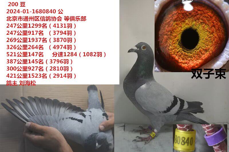 双子束信鸽赛鸽成绩鸽公棚获奖鸽子代血统鸽原环大特比大名家台鸽