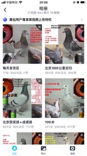 雙子束信鴿賽鴿成績鴿公棚獲獎鴿大特比開爾天落遲歸