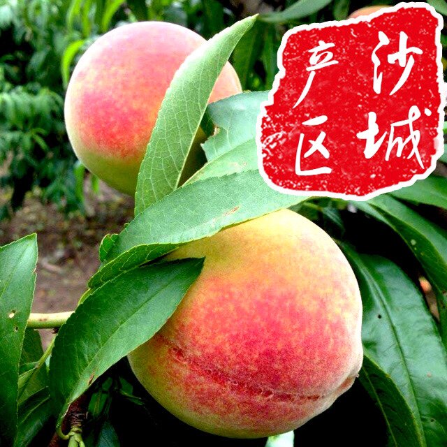 怀来特产，蚕房营久保桃 五斤新桃