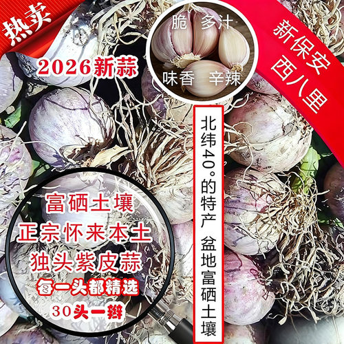 正宗怀来新保安四六瓣紫皮蒜富硒土壤味香辛辣脆可切片30头包邮