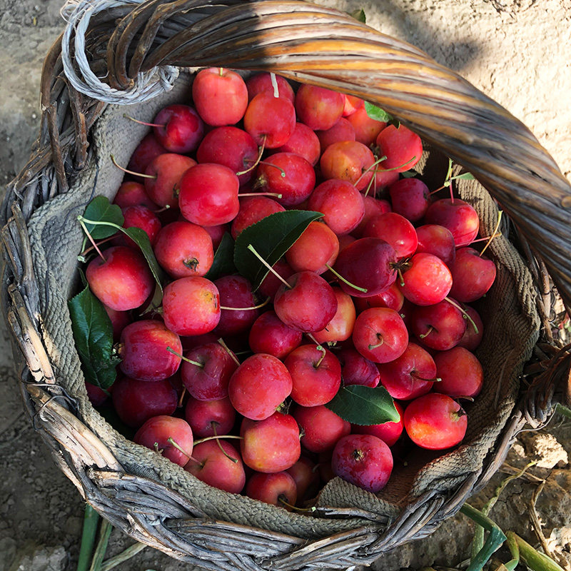 买3斤怀来县小南辛堡正宗八棱海棠果花红果小苹果酸甜脆包邮