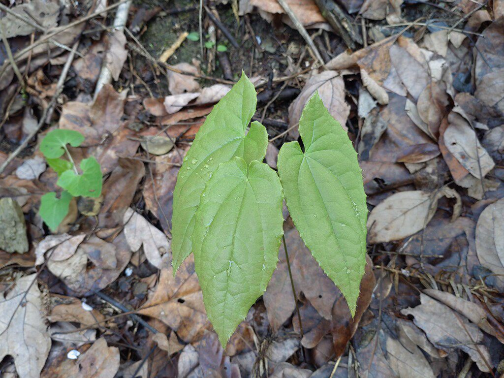 湖南深山野外现挖中草药淫羊藿种苗新鲜三枝九叶草包邮泡水泡酒泡