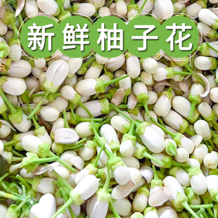 新鲜柚子花现摘保鲜包装柚子鲜花精油纯露香薰提取原料腌制柚子花
