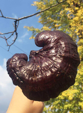 带柄灵芝文房清供禅意摆件