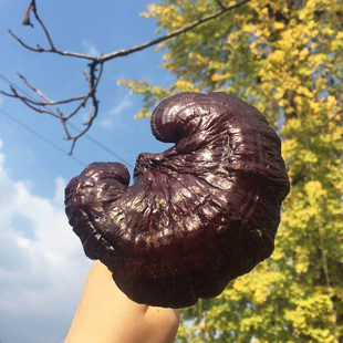 饰 风水装 灵芝摆放观赏 禅意摆件 带柄灵芝 包邮 文房清供搭配佛手