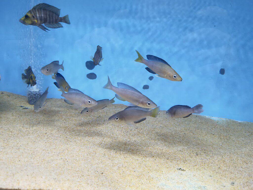 三湖慈鲷新手必入剑沙野生三色剑沙子一代苗子