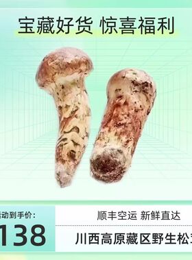 小金松茸2025年新鲜野生食用菌