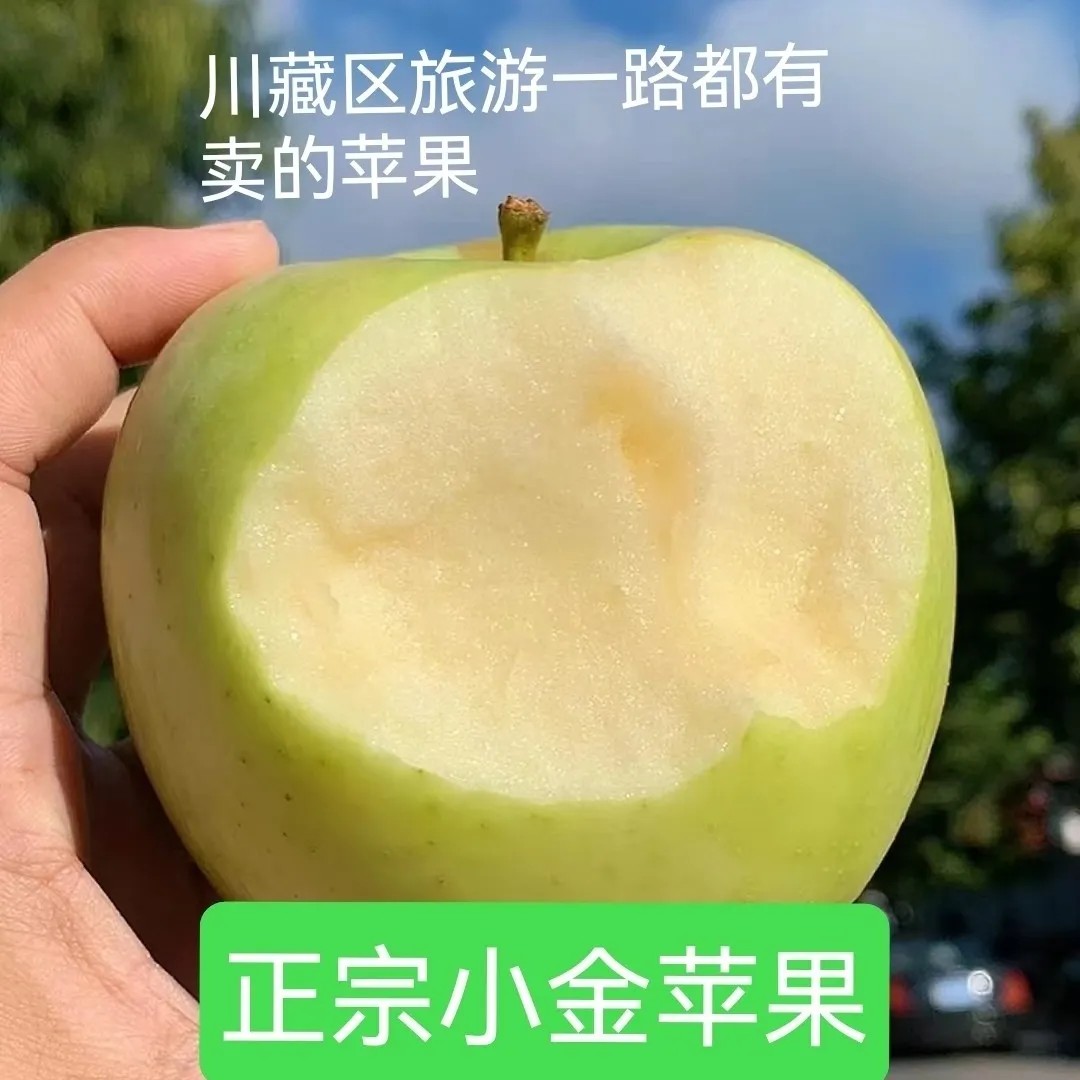 小金苹果阿坝州嘉绒阿娟姐姐推荐