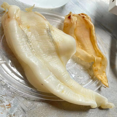 巴西北海公鱼胶尖尾母胶