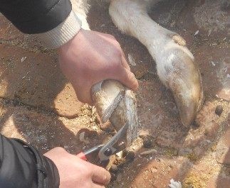 台湾制造羊场修蹄子羊用修蹄剪防腐蹄病防止关节炎羊修蹄剪