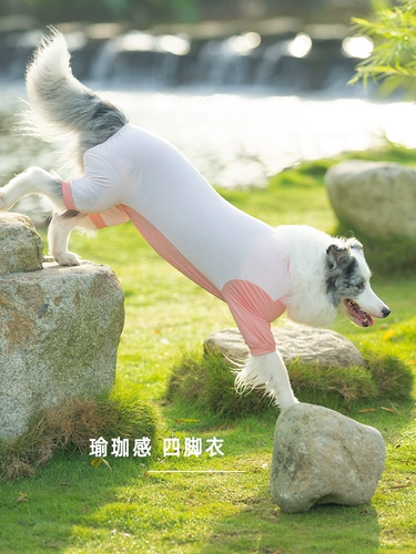 Его маленькая печь собачья ледяная шелк с четырьмя шесбками на открытом воздухе на открытом воздухе.