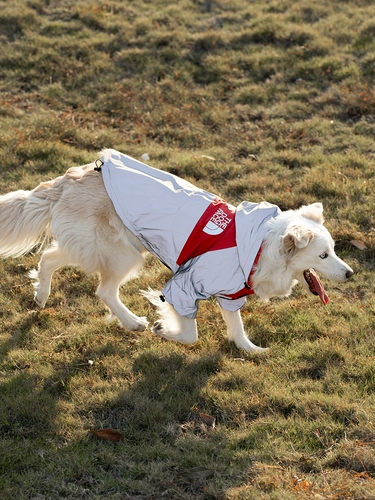 Его маленькая плита, дождь, водонепроницаемый, анти -светлая куртка, большие дождь собаки, пастух золотые волосы дожок, красивый дождливый день