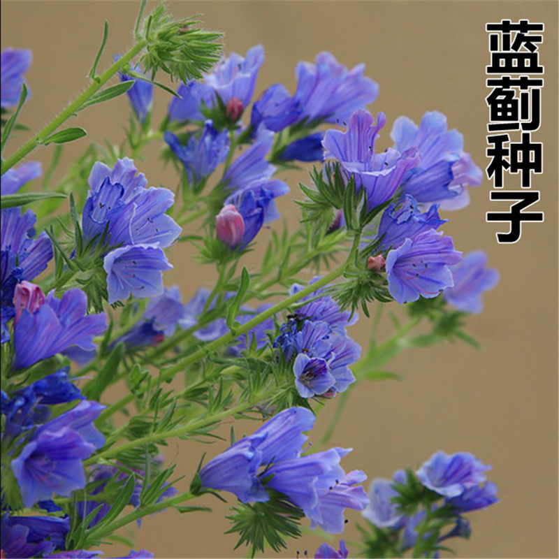 蓝蓟蓝刺头种子 盆栽观花种子蓝色混色多年生四季花籽花卉种子