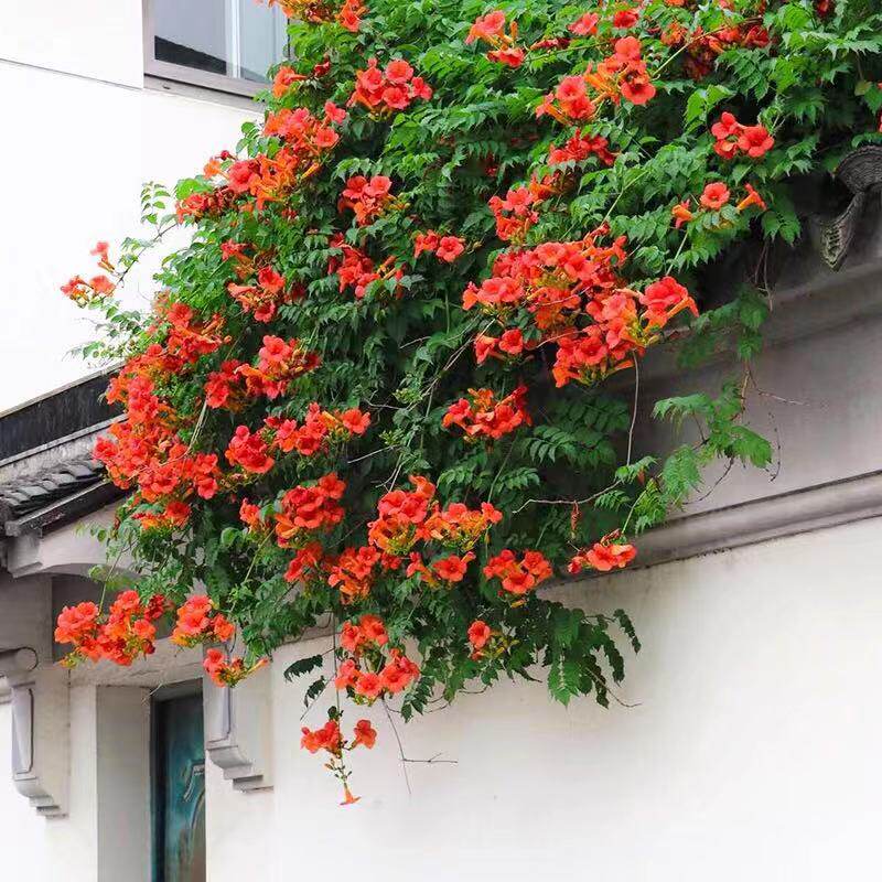 耐寒凌霄花苗爬藤植物四季开花卉好养绿植盆栽庭院阳台炮仗花大苗