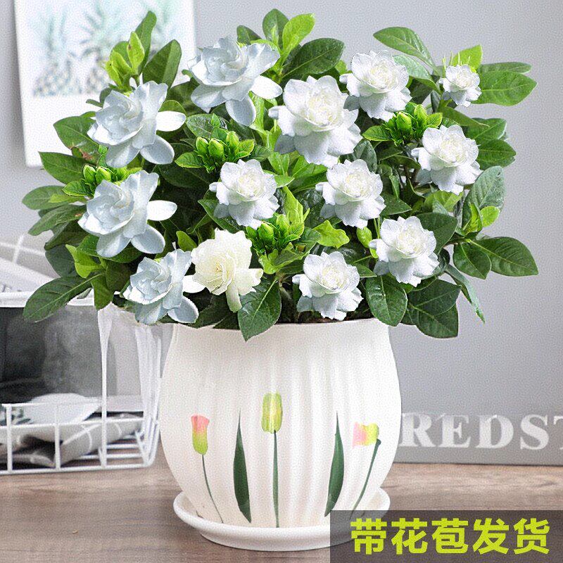 栀子花盆栽花卉植物室内带花苞枝枝花绿植浓香阳台四季好养易活