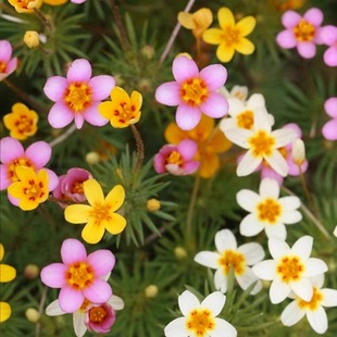 繁星花种子四季阳台繁花花荵小星辰花籽室外庭院盆栽花种籽子花卉