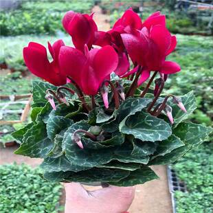 仙客来盆栽带花大花重瓣花卉植物室内花种球大盆阳台仙鹤来原生根