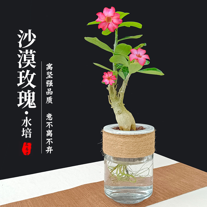 水培沙漠玫瑰小盆栽老桩绿植室内小盆景水养水生植物开花不断花卉