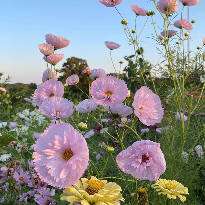 四季播种开花蛋挞波斯菊格桑花籽