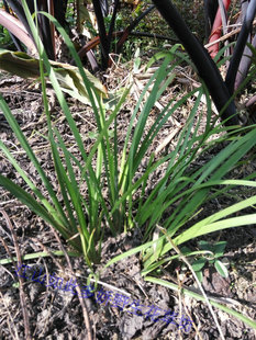 广西野生甘松 香草 茴香菖蒲 香蒲 八角茴香味食用香料绿植可盆栽
