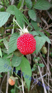 野生刺莓 三月泡 空心泡 矮茅莓 果甜 可食四季易种