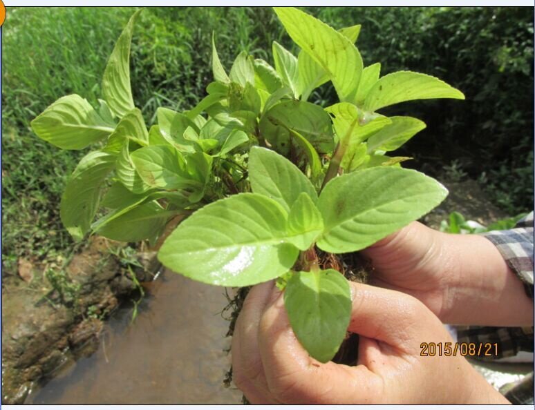野生香料水八角  水黄连 生鲜干货可绿植盆栽