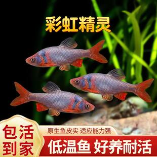 卢伦真小鲤彩虹精灵鱼北美原生耐寒冷水鱼淡水群游宠物观赏鱼活体