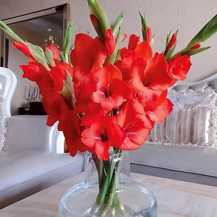 年宵红剑兰鲜花花束广东发货基地直发办公室摆鲜切花室内客厅插花
