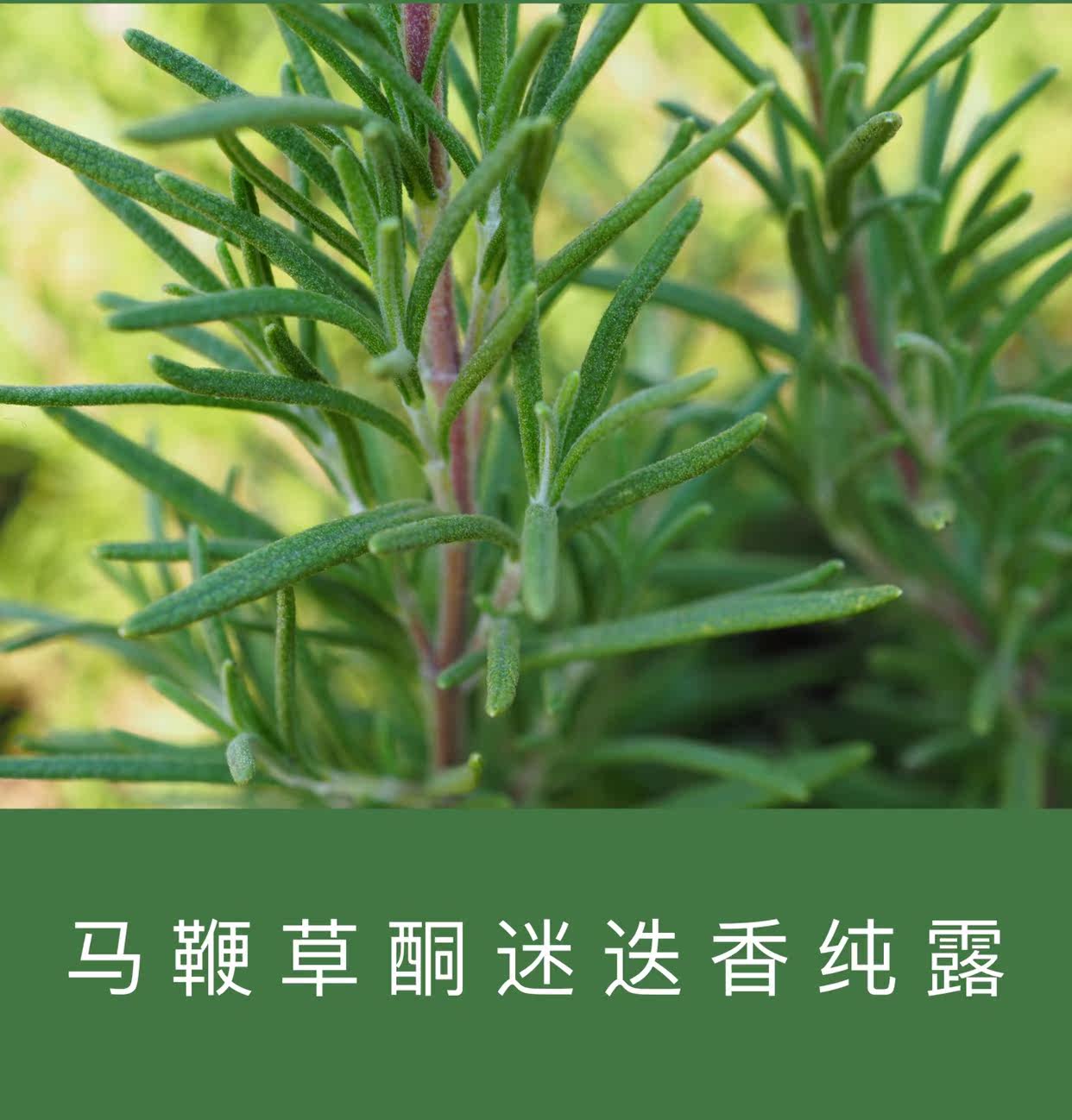 马鞭草酮迷迭香纯露5kg装大量供货